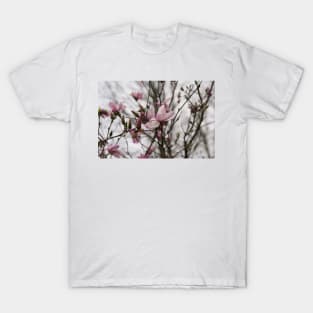 Close up of Pink Magnolia flowers in spring season. T-Shirt